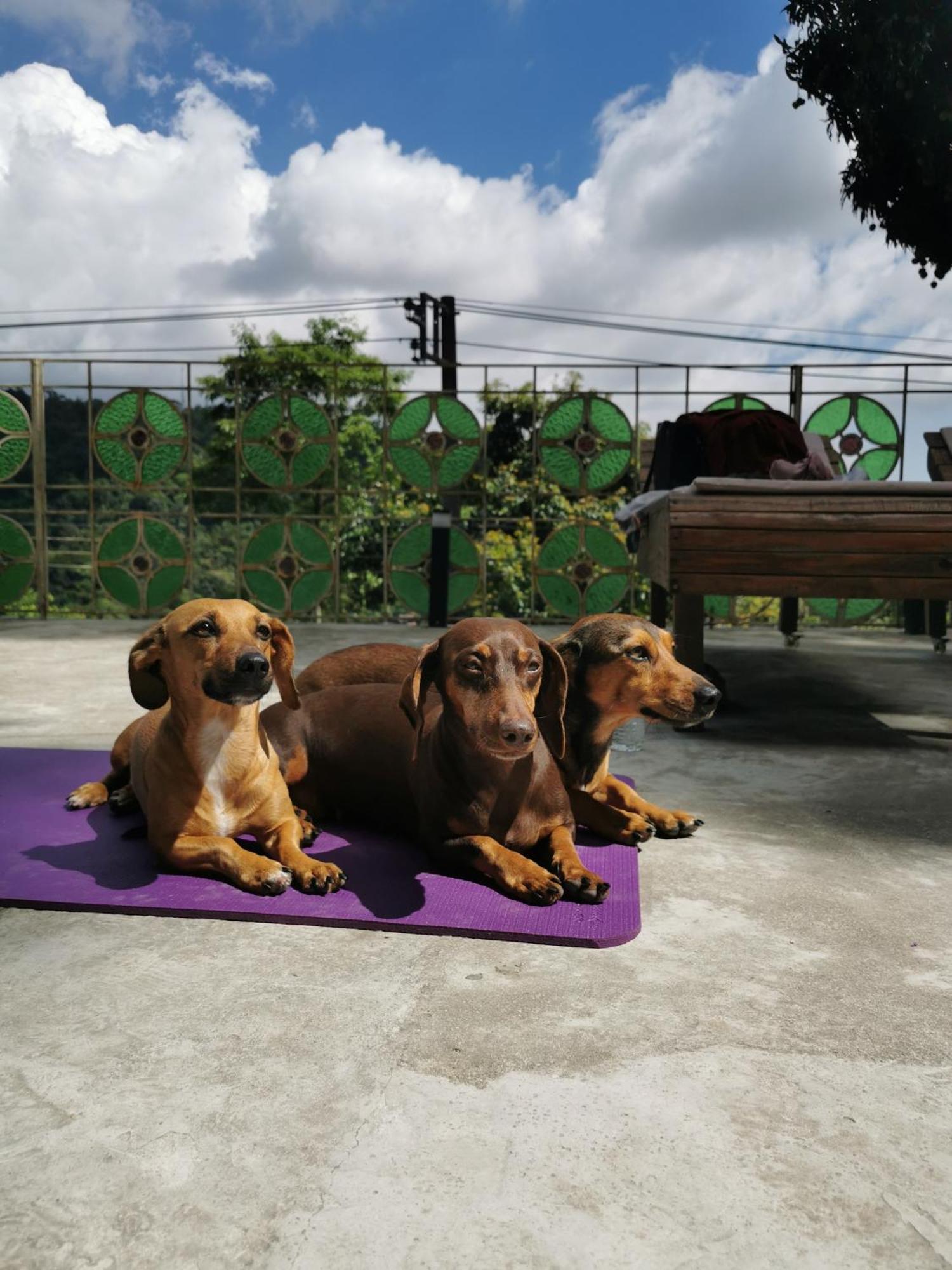 Apartamento Soul Rebel Rio - Vegan Retreat Río de Janeiro